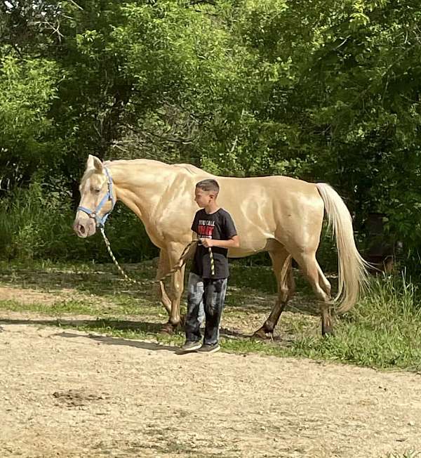 palomino-blaze-horse