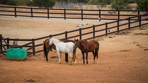 all-quarter-horse