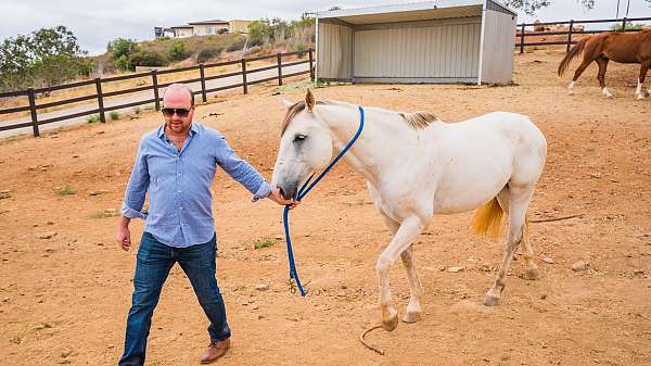 arena-quarter-horse