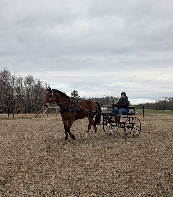 and-willing-dutch-warmblood-horse