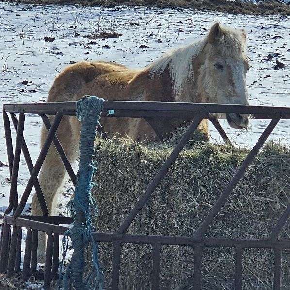 driving-haflinger-horse