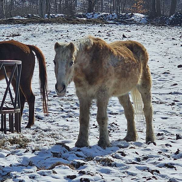 beginner-haflinger-horse