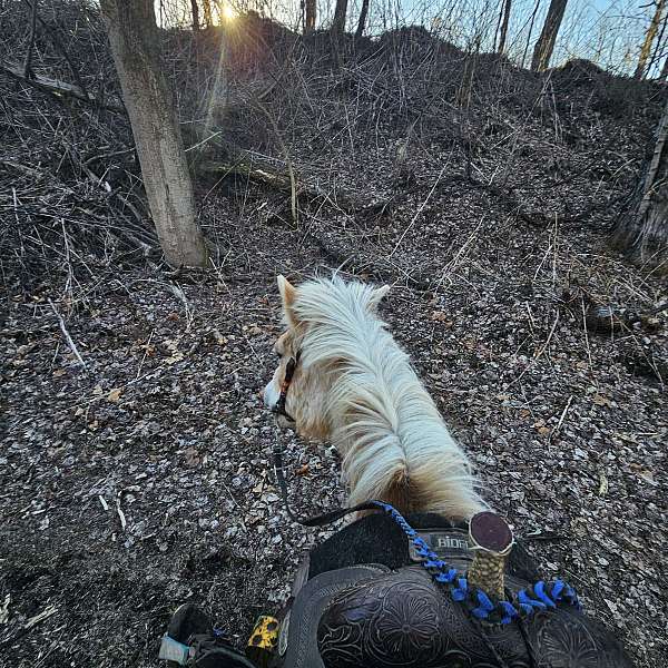 husband-safe-haflinger-horse