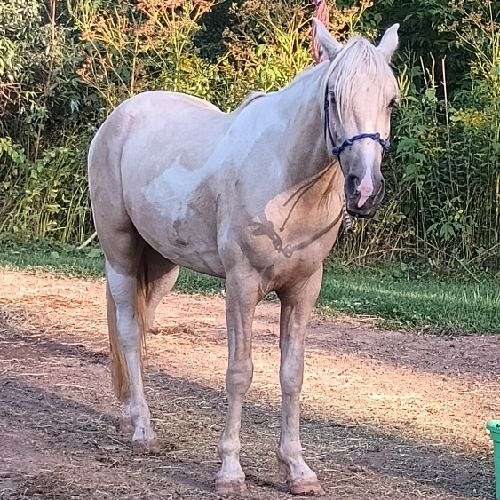 age-kentucky-mountain-horse