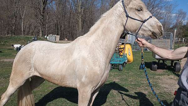 beautiful-palomino-kentucky-mountain-horse