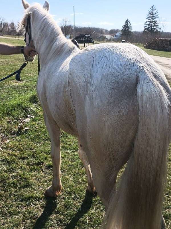 boy-kentucky-mountain-horse