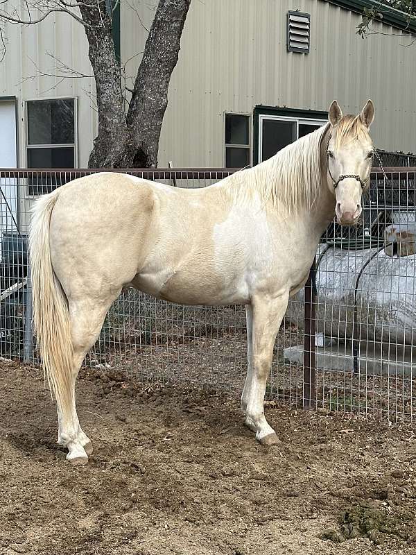 champagne-tobiano-project-stallion-horse