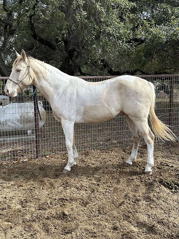 champagne-tobiano-apha-stallion