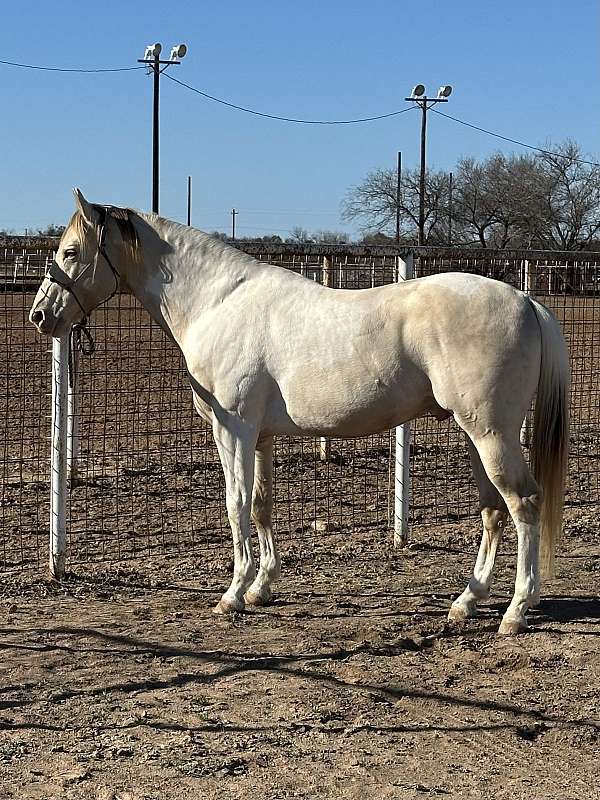 champagne-tobiano-stallion-for-sale