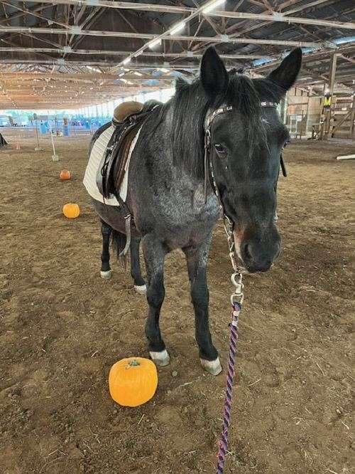 grey-roan-gypsy-vanner-gelding