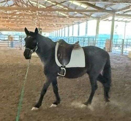 grey-roan-gypsy-vanner-for-sale