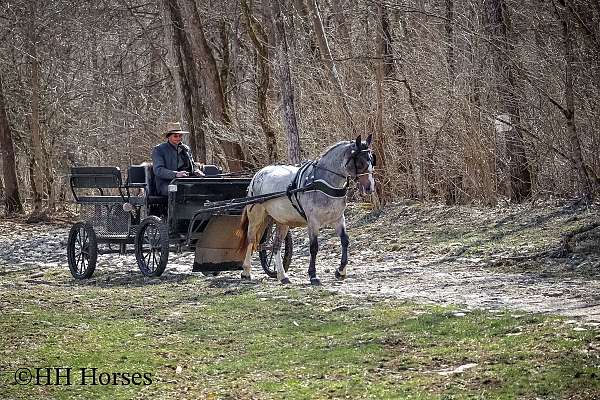 attractive-gypsy-vanner-horse