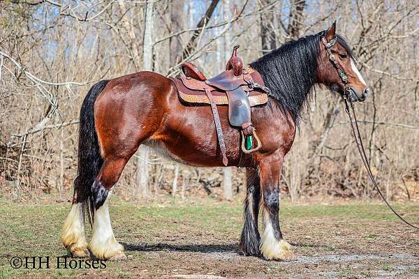 team-penning-clydesdale-horse