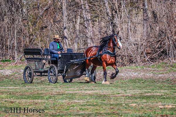 working-co-clydesdale-horse