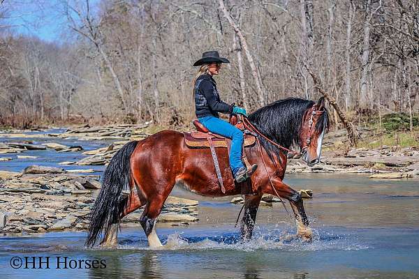 all-around-clydesdale-horse