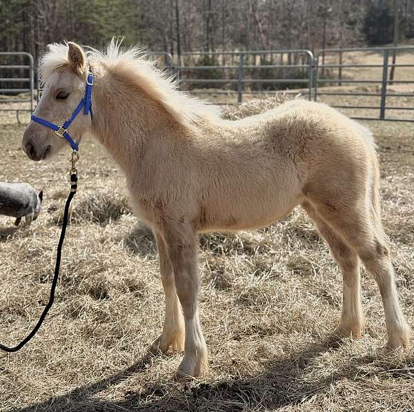 cross-working-palomino-horse