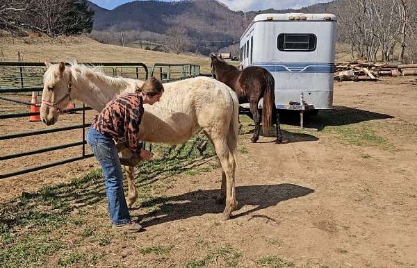 all-around-tennessee-walking-horse