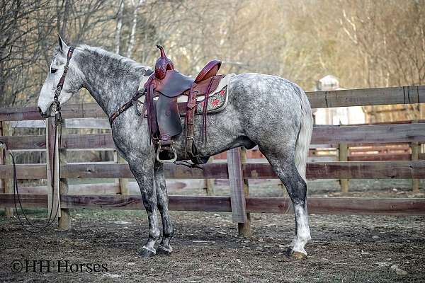 all-around-morgan-horse