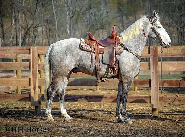 athletic-morgan-horse