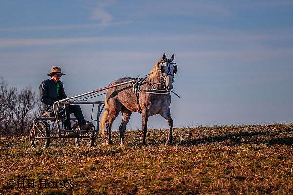 drill-team-morgan-horse