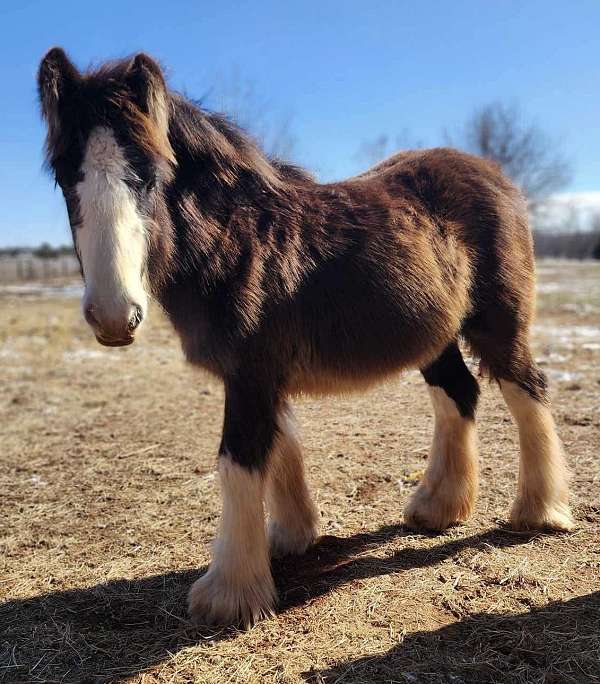 breeding-draft-colt