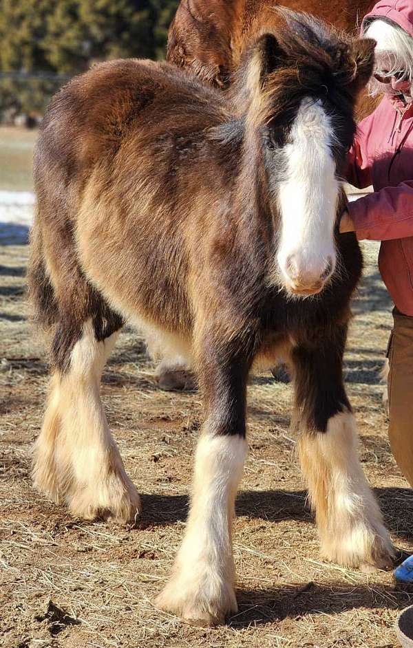 breeding-draft-gypsy-vanner-horse