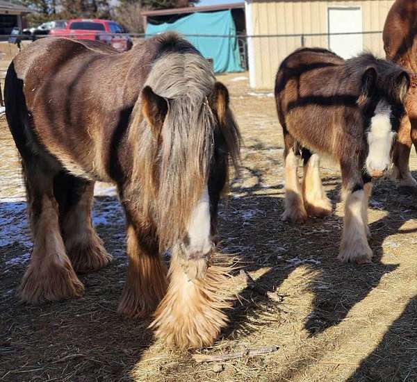 black-gypsy-vanner-colt