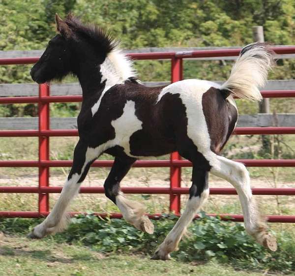 piebald-friesian-filly