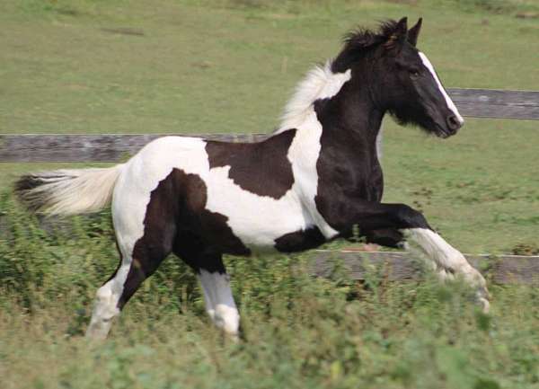 pinto-ghra-horse