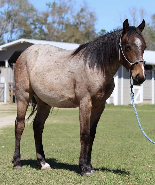 bay-roan-star-strip-snip-pony