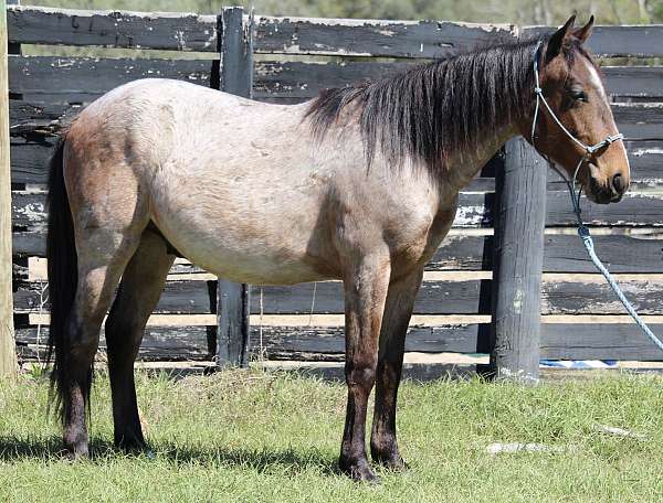 2-year-old-qh-quarter-pony