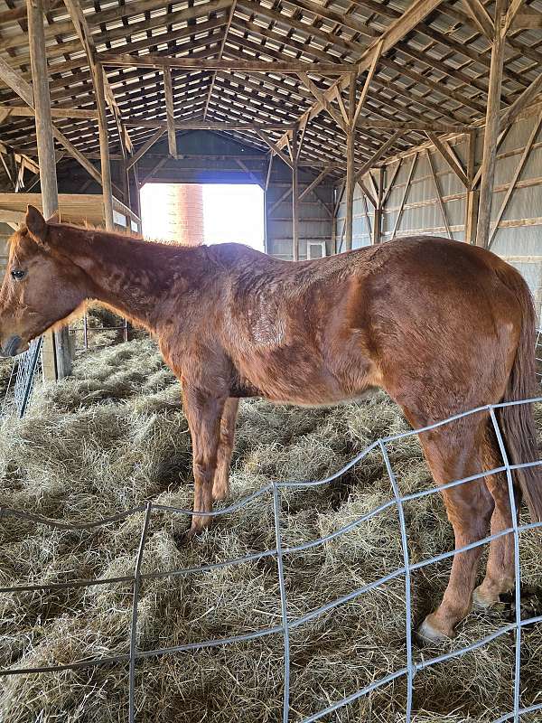 quarter-horse-for-sale