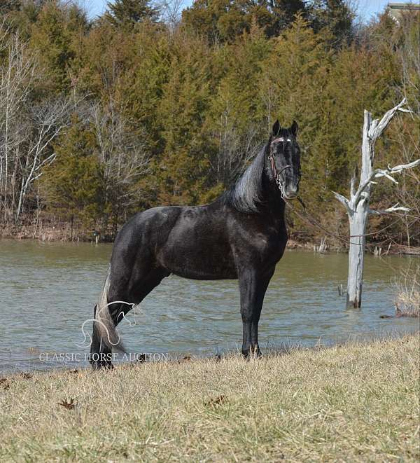 around-tennessee-walking-pony