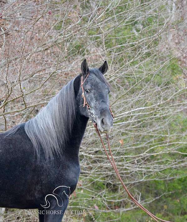 available-tennessee-walking-pony