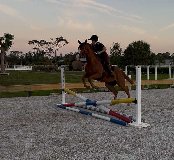 dressage-yearling