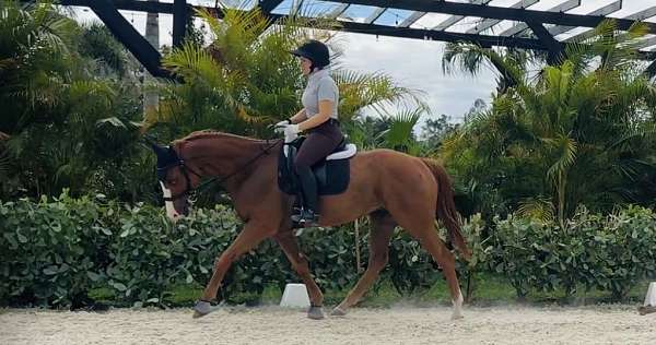 behaved-thoroughbred-horse