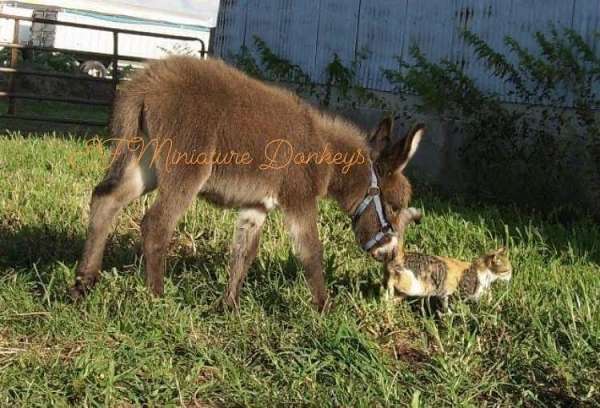 mini-donkeys