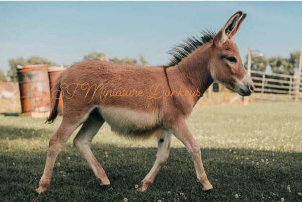 red-donkey