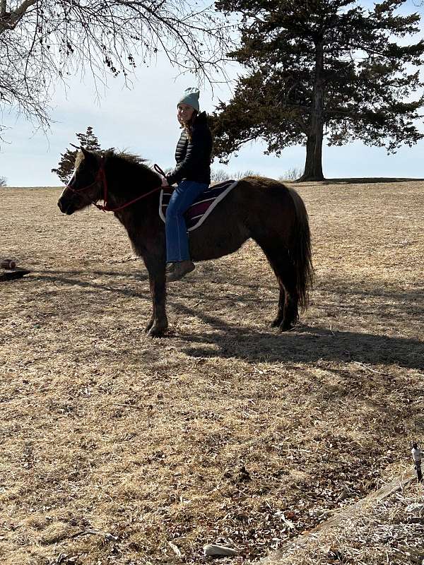 halter-pony