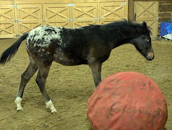 appaloosa-anglo-arabian-horse