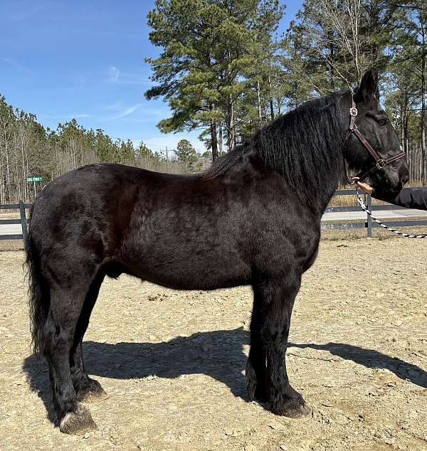 fella-percheron-horse