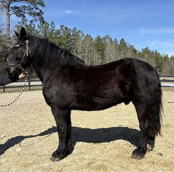 safe-for-anyone-percheron-horse