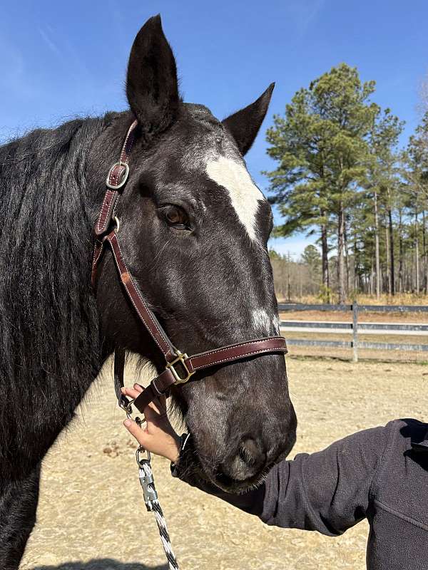 sane-sound-percheron-horse