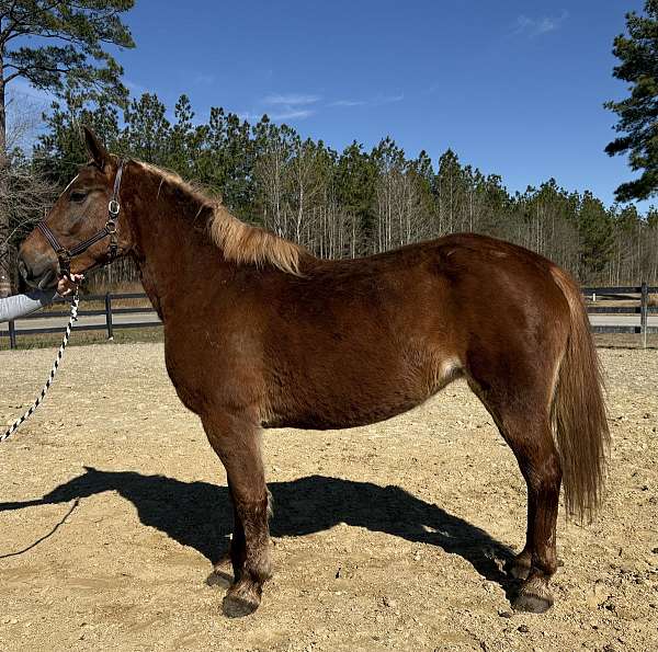 gaits-belgian-horse