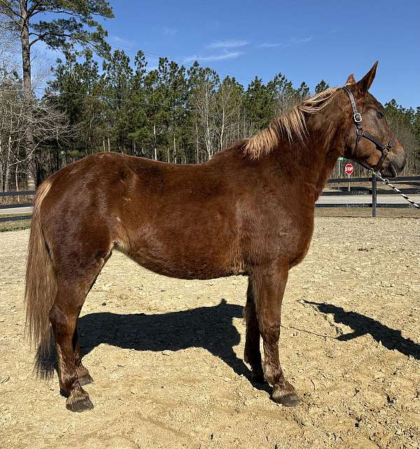 happy-belgian-horse