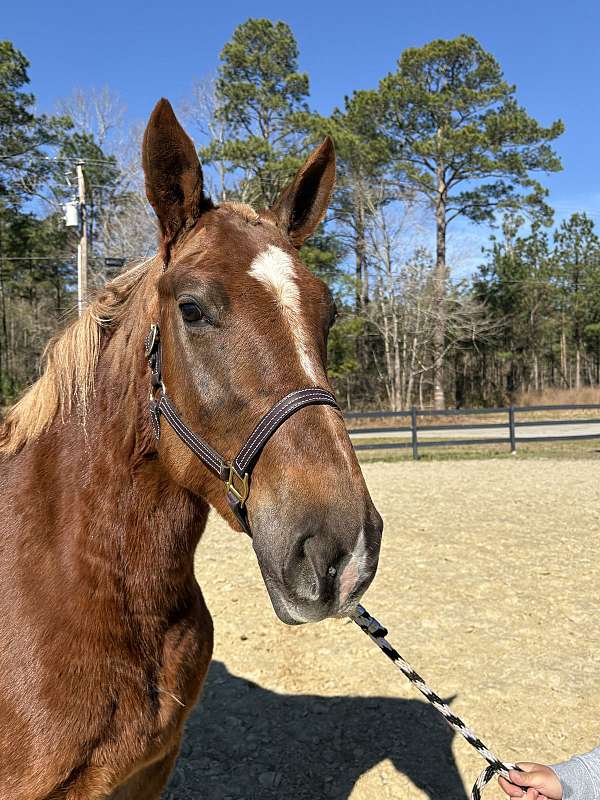 morgan-mare-belgian-horse