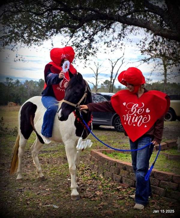 life-spotted-saddle-horse