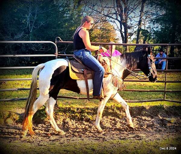 loud-spotted-saddle-horse