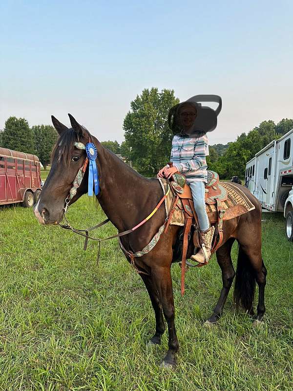 tennessee-walking-gelding