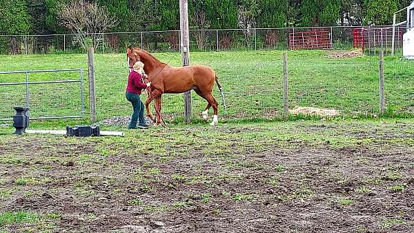 5-gaited-saddlebred-horse